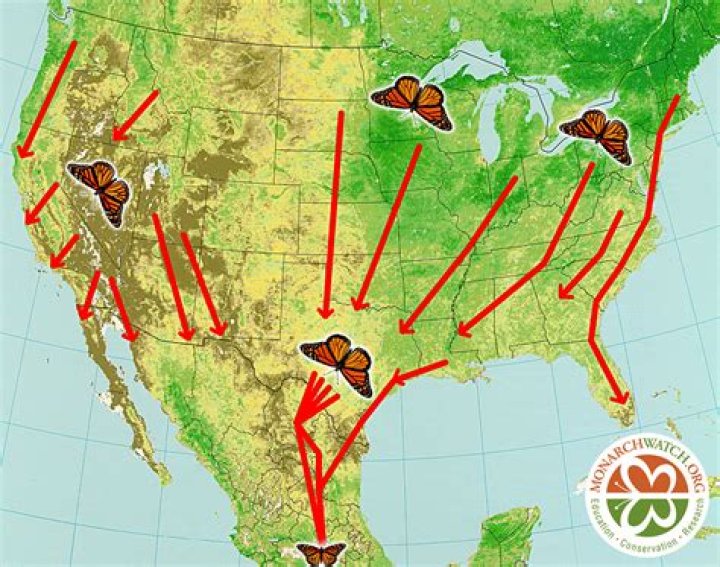How do monarch butterflies navigate?