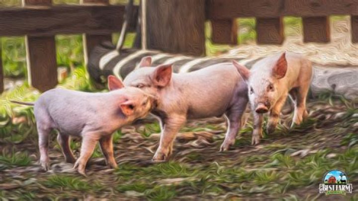 How do pigs walk?