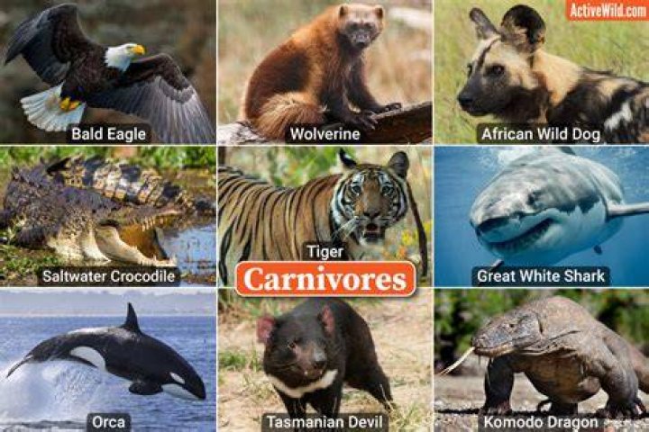 What are the 5 carnivores?