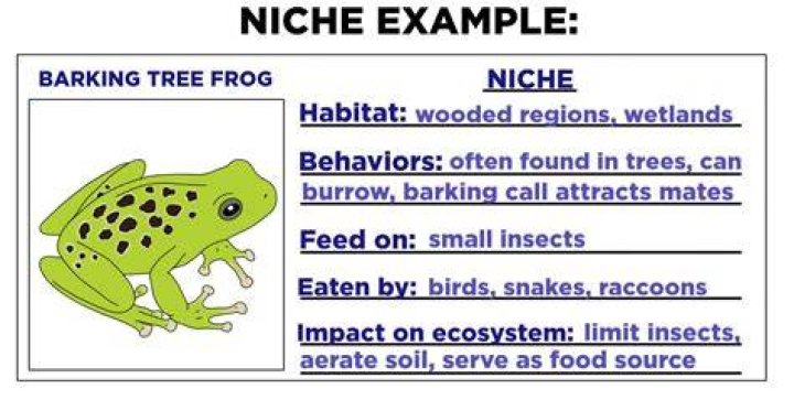 What is niche with example?