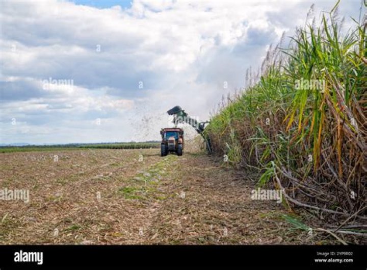 What makes sugar difficult harvest?