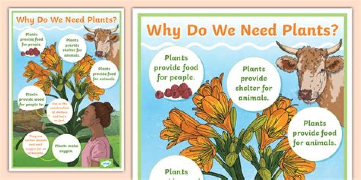 Why do we need plan in our life?