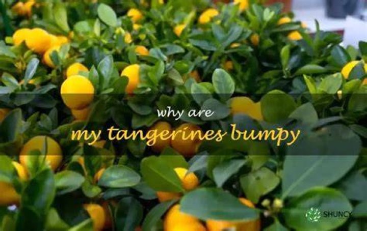 Why is it hard to find tangerines?